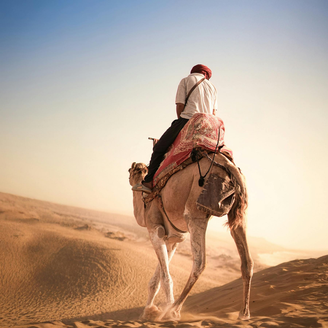 Camel Ride in Palmeraie